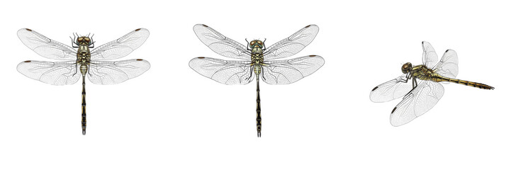Realistic Dragonfly Collection: Detailed Macro Illustrations of Odonata with Translucent Wings for Nature Projects, Summer Graphics, and Wildlife Biodiversity. © Swat