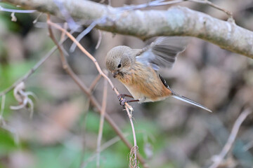 草の実を食べているベニマシコの雌