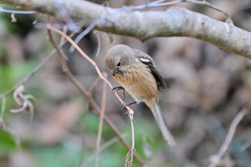 草の実を食べているベニマシコの雌
