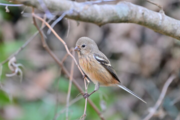 草の実を食べているベニマシコの雌