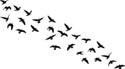 Black silhouettes of flock of birds flying diagonally in formation, coordinated group movement concept illustration design