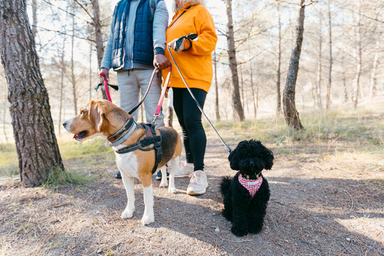 Anonymous couple holding dogs on the leash in nature