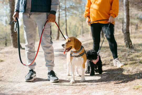 Anonymous couple holding dogs on the leash in nature
