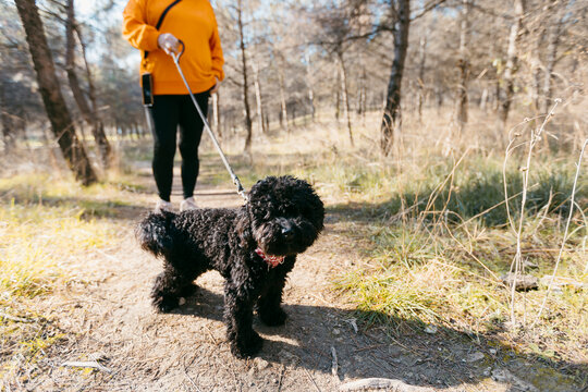 Anonymous woman holding dog on the leash in nature