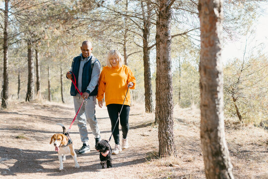 Cheerful Senior couple walking dogs in nature