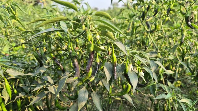 Professional RAW eye level medium shot of a productive chili (Morich) plant in a sunny field in Bangladesh, 4K UHD 30fps.