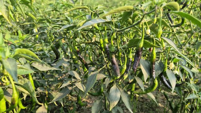 Professional RAW eye level medium shot of a chili (Morich) plant full of peppers in a farm in Bangladesh, 4K UHD 30fps.