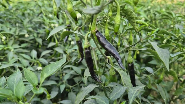 Professional RAW eye level close-up of fresh green and dark chilies (Morich) on a plant in Bangladesh, 4K UHD 30fps.