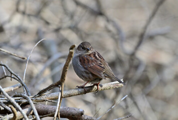 枯枝に留まっているカヤクグリ
