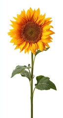 Obraz premium A bright yellow sunflower blooms with green stem and leaves against a pristine white backdrop