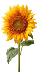 Obraz premium Bright, cheerful sunflower blooms against a stark white background, showcasing its beauty