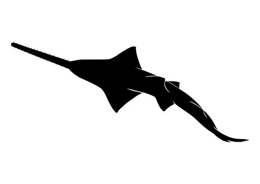 Sawfish