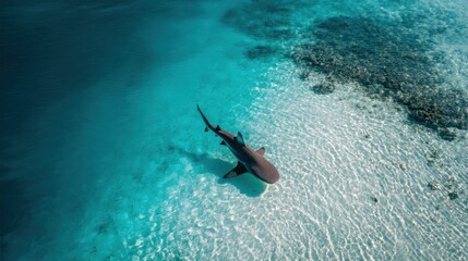 Fototapeta premium Aerial View of a Majestic Shark Swimming in Crystal Clear Turquoise Water Over a Stunning Coral Reef Landscape in Tropical Environment