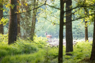 Piękna Łania w lesie, samica jelenia © © Jakacki