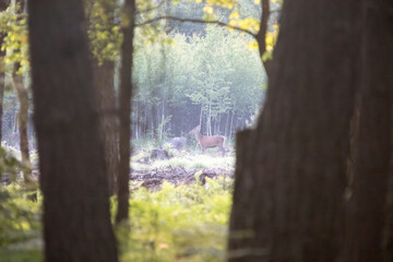 Piękna Łania w lesie, samica jelenia © © Jakacki