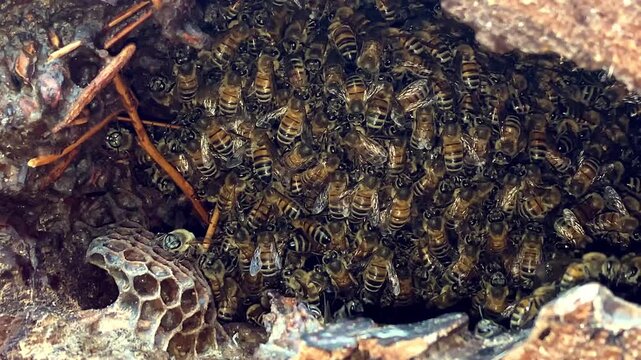 Close up shot of living beehive. Busy Bees Family Working In Wooden Hive.