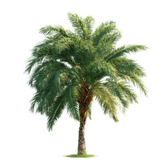 Obraz premium Realistic 3D Render of a Lush Green Palm Tree with Textured Trunk on Transparent Background tropical, Isolated On White, Png Transparent, Cut Out