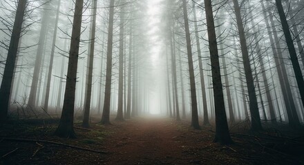Fototapeta premium Mysterious Forest Landscape with Fog