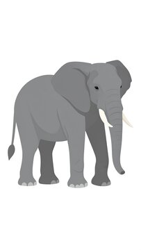 A gray elephant with a long trunk and tusks