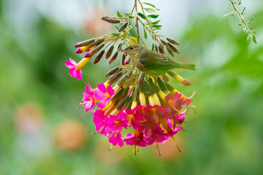 A female Rusty Flowerpiercer (Diglossa sittoides) perched among vibrant pink Cantua buxifolia flowers in the Peruvian Andes, showcasing its specialized hooked bill and buff-colored plumage