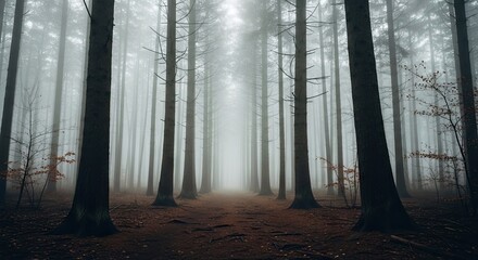 Naklejka premium Misty Forest with Tall Trees
