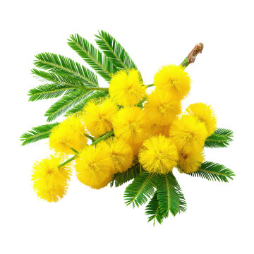 Branch of bright yellow mimosa flowers with green feathery leaves on black spring, Isolated On White, Png Transparent, Cut Out