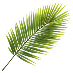 Obraz premium Green Palm Frond with Detailed Veins Isolated on Black Background leaf tropical, Isolated On White, Png Transparent, Cut Out