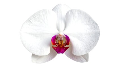 A white orchid with a vibrant pink and yellow center