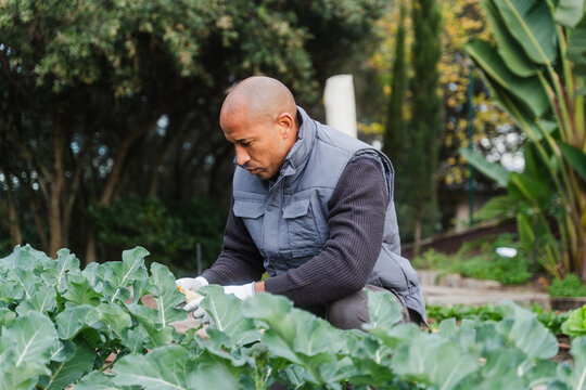Man Harvesting Fresh Vegetables In A Greenhouse