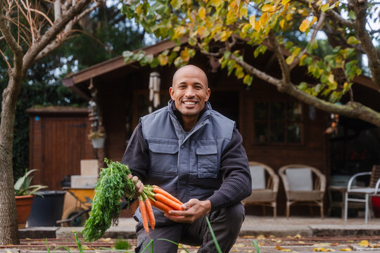 Man Harvesting Fresh Carrot In Vegetable Garden