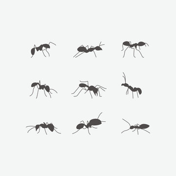 Ant Silhouettes Collection