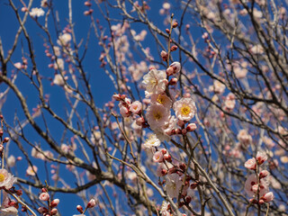 青空を華やかに彩る、春爛漫の紅梅