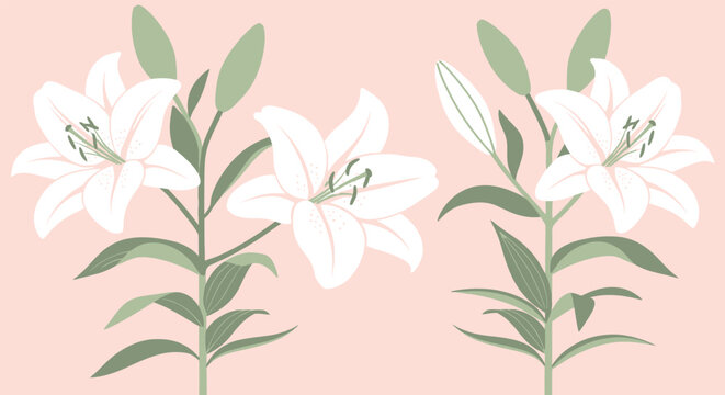 Elegant white lily floral vector illustration on a soft pink background, perfect for spring and nature-themed designs