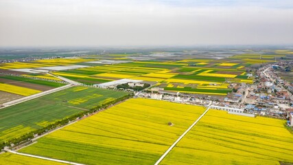 Aerial View of Rapeseed Fields and Township in Agricultural Region