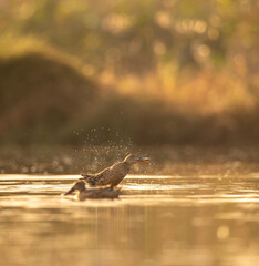 Northern Shoveler 