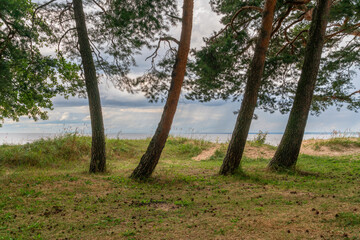 Pine forest on the Baltic Sea coast on a sunny summer day, Sestroretsk, Kurortny District, Saint Petersburg, Russia