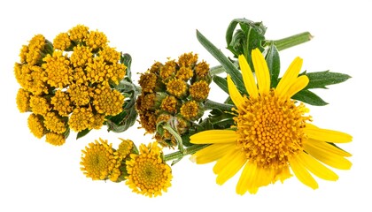 Arrangement of yellow tansy flowers with green foliage on a white background, close-up floral arrangement
