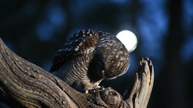 A nocturnal scops owl sits motionless on an old tree trunk knot under dim moonlight. The dark forest and subtle motion emphasize stealth, awareness, and wildlife behavior at night