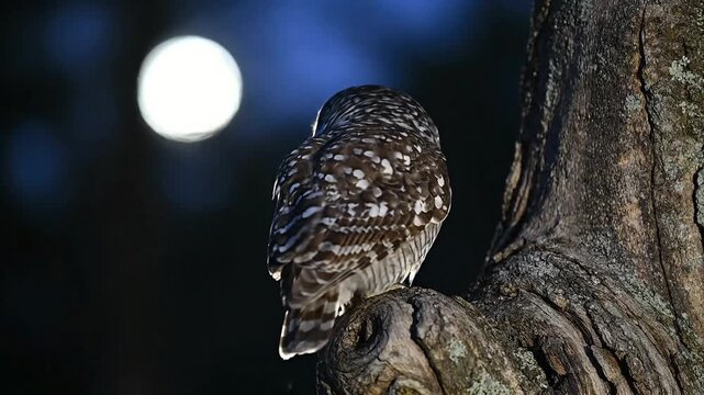 Moody night scene of a scops owl perched within a twisted tree knot. Gentle blinking and low light reveal texture, depth, and natural nocturnal wildlife environment