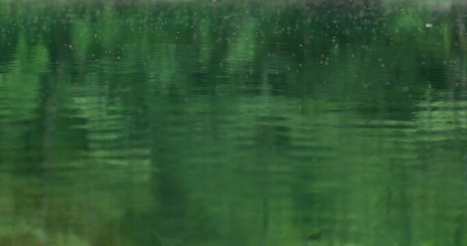Green Forest Reflection on Calm River Surface with Rain Drops, Bosnia