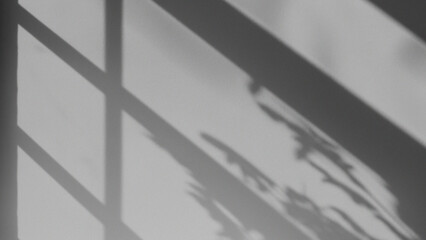 Palm Window Shadows Overlay