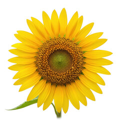 Fototapeta premium A vibrant sunflower with bright yellow petals and a dark brown center isolated on transparent background