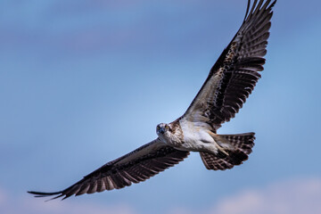 Fototapeta premium Osprey in flight