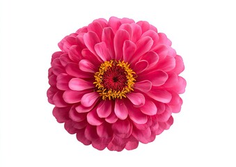 A close-up of a vibrant pink flower with many layers of petals on a white backdrop