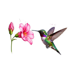 Fototapeta premium A vibrant hummingbird hovering near a pink flower in a natural setting. isolated on transparent background