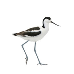 Obraz premium magnificent pied avocet with pristine black and white plumage, long grey legs, and upturned bill, captured mid-stride on a transparent studio background for ornithological study atmosphere