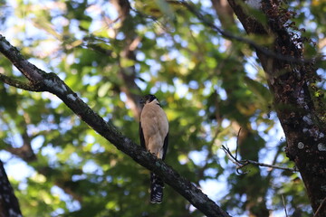 Laughing Falcon Perched on a Mossy Tree Limb