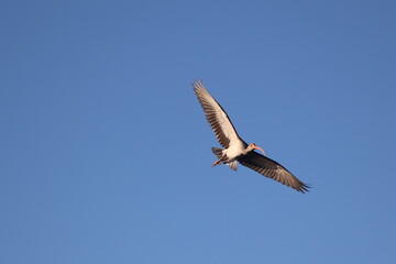 Fototapeta premium White-faced Ibis soaring across the expansive blue sky