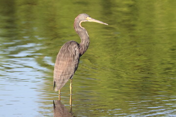 Tricolored Heron Hunting in the Marsh