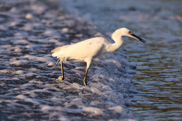 Snowy Egret Forages in Surf at Beach